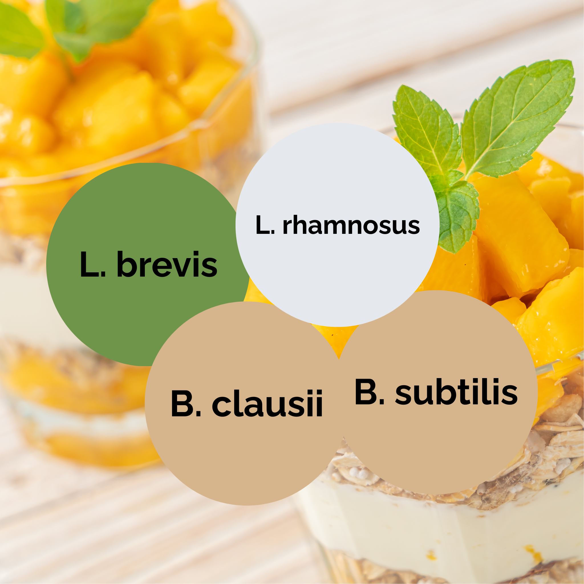 L. brevis + L. rhamnosus + B. subtilis + B. clausii | ヨーグルトスターターセット | スターターカルチャー | 3個パック