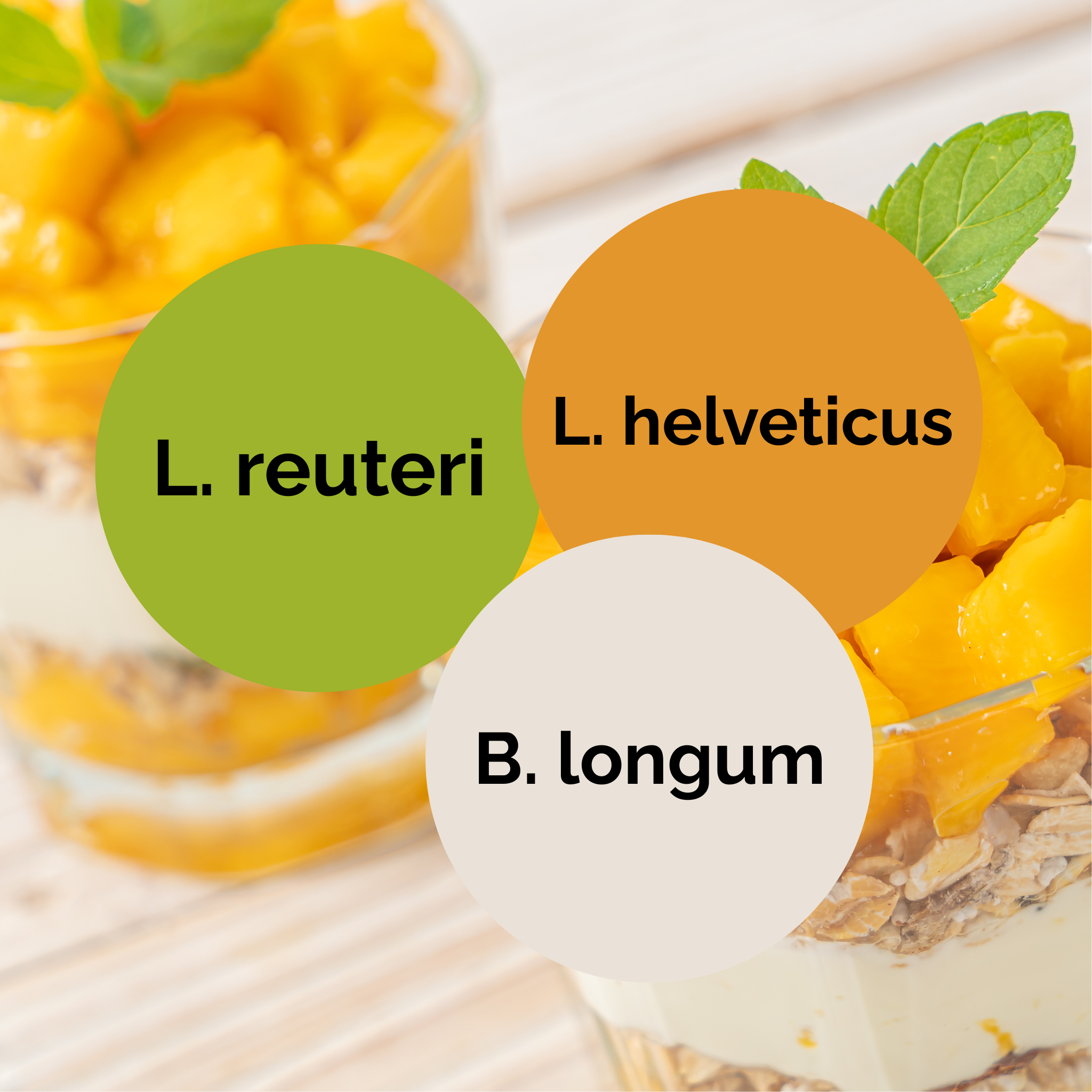 L. reuteri + L. helveticus + B. longum | ヨーグルトスターターセット | スターターカルチャー | 3個パック