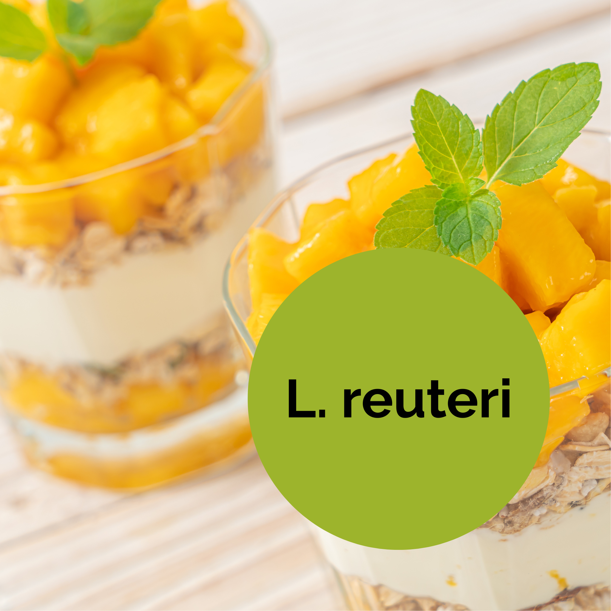 L. reuteri | ヨーグルトスターターセット | スターターカルチャー | 3個パック