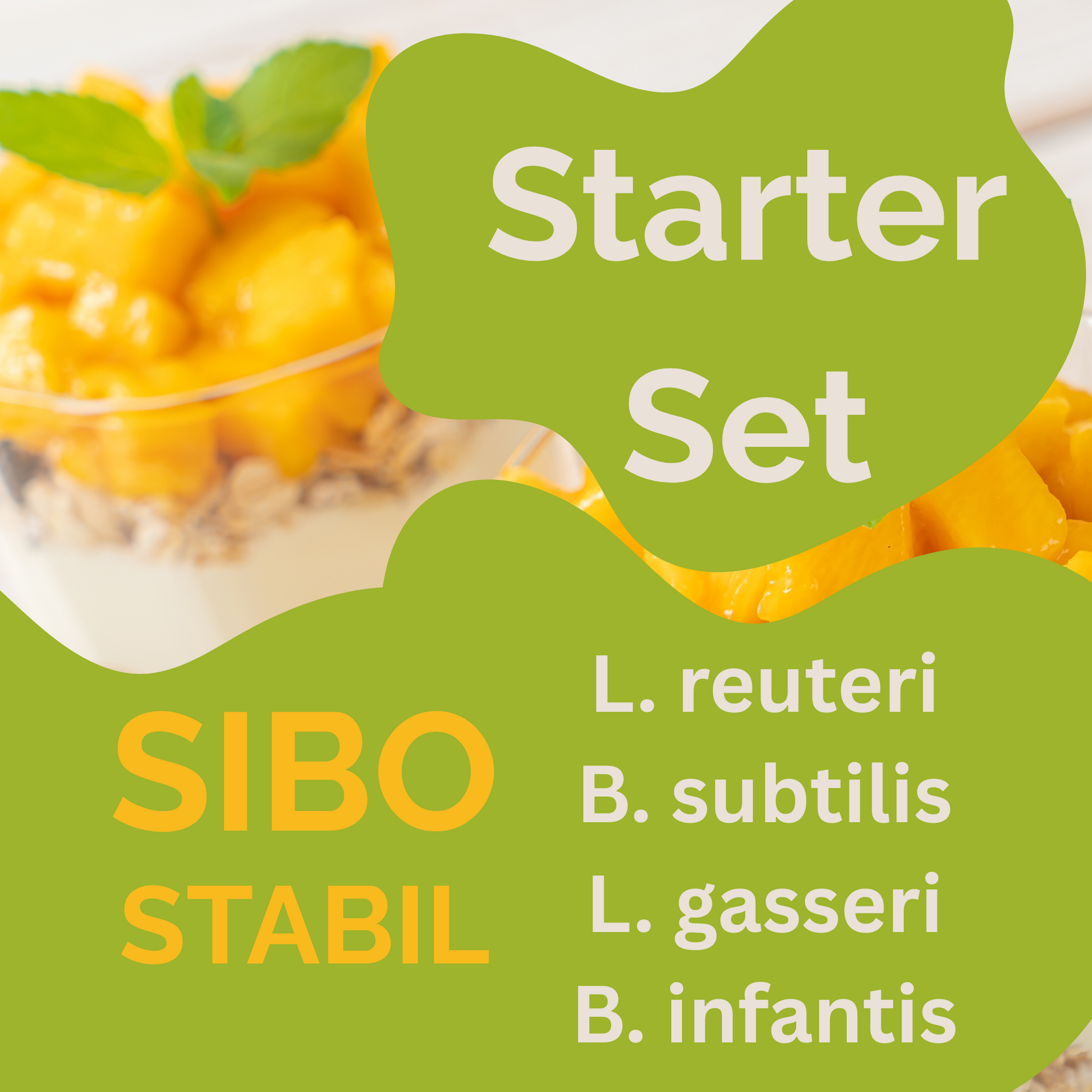 Paket Pemula „SIBO Stabil" | L. reuteri, B. subtilis, L. gasseri, B. infantis-Yogurt